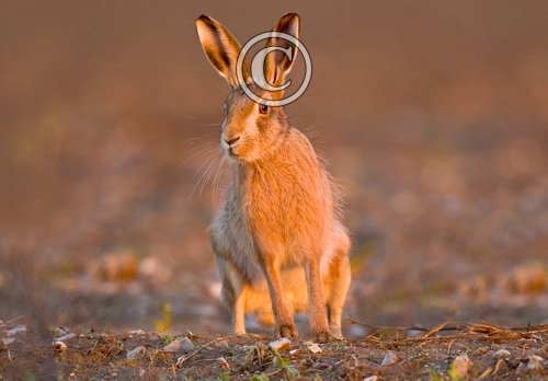 BROWN HARE AT DAWN